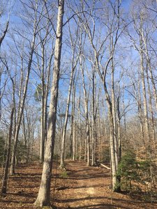The Whitetail Trail heads out to the end following tall deciduous trees.