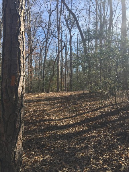 Find the Dogwood Lane Trail through all the leaves.