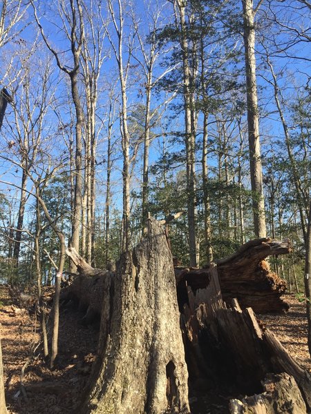 This fallen oak is used for teaching along the trail.