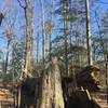 This fallen oak is used for teaching along the trail.