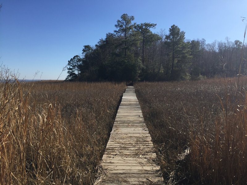 A nice connector bridge joins the Majestic Oak Trail with the Powhatan Forks Trail North Fork.