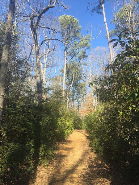 The Powhatan Forks Trail North Fork provides a smooth tread as it traverses the forest.