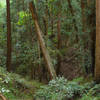 A cool, shady redwood canyon follows the Canyon Trail in Butano State Park.