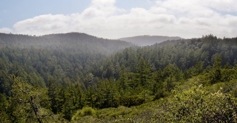 Take in this gorgeous view down Little Butano Creek Canyon from the Canyon Trail.