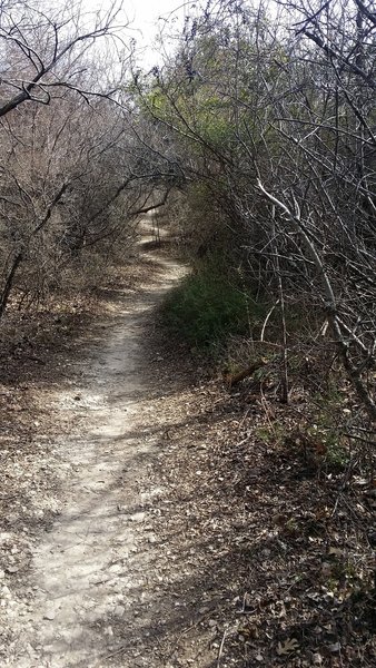 Enjoy pleasant trails like this throughout Arbor Hills Nature Preserve.