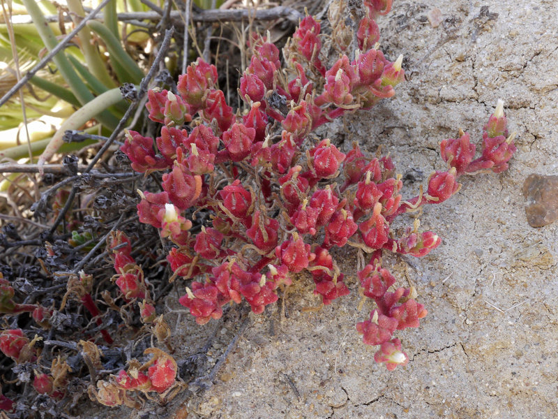 This is a different red plant that also blooms in late spring.