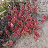 This is a different red plant that also blooms in late spring.