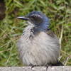 A bird with a blue crown enjoys the scenery in Little Shaw Valley.