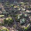 Slippery moss covered rocks and tree, indicative of the terrain on this north side of the mountain.