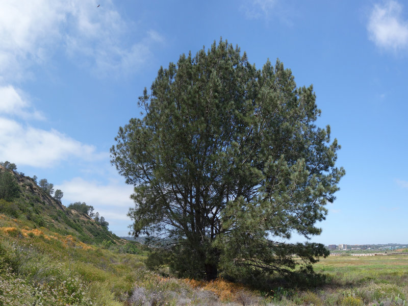 A lone tree stands in this part of Torrey Pines State Natural Reserve.