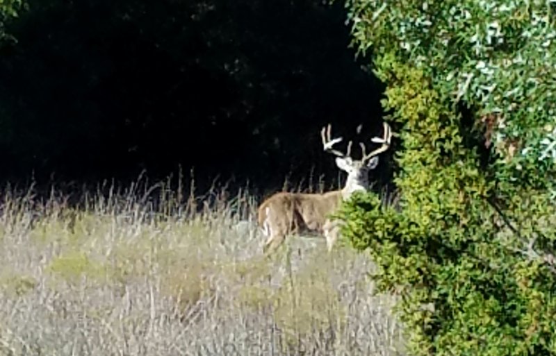 This chance encounter happened along the Main Park Trail.