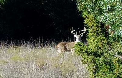 This chance encounter happened along the Main Park Trail.