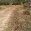 Various types of azaleas follow the road on both sides as it makes its way through the arboretum.