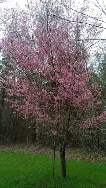 An oriental azalea greets visitors along the trail in Gloster Arboretum.