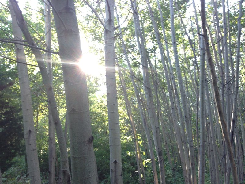 The sun filters through a beech grove at Hewen's Creek Park.