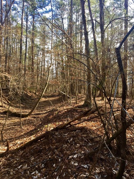 Overgrown roads define this part of the trail.