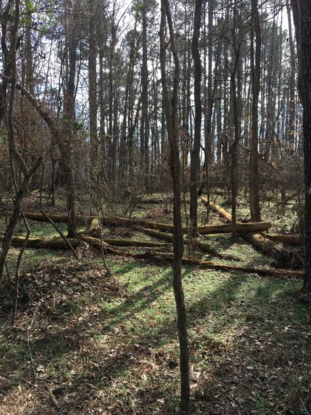 Spring sprouts early in the pine forest.