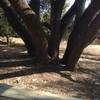 Enjoy this picnic bench and hydra tree at the southern end of the Shoreline Trail at Eagle Mountain Park.