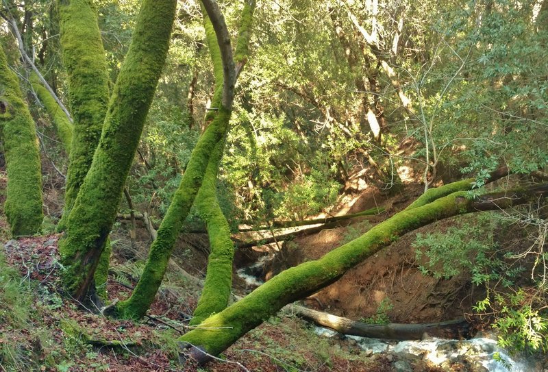 Moss-covered trees are abundant in the woods along the Woods Trail. Coastal fog keeps everything moist.