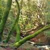 Moss-covered trees are abundant in the woods along the Woods Trail. Coastal fog keeps everything moist.