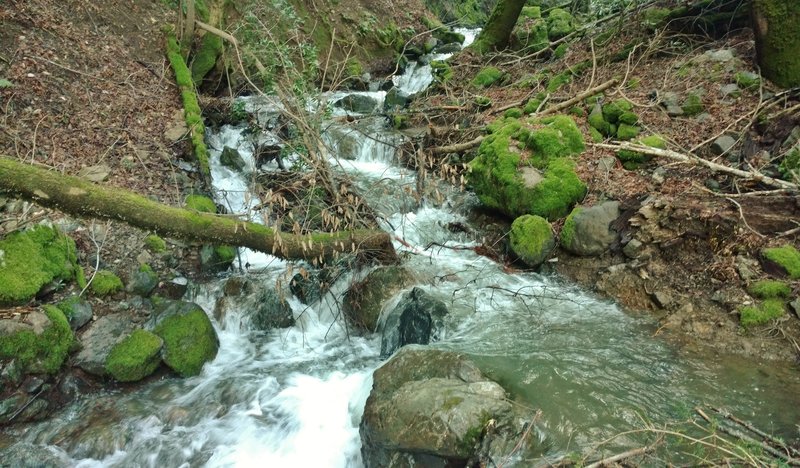 A creek along the Woods Trail cascades vigorously after winter rains.