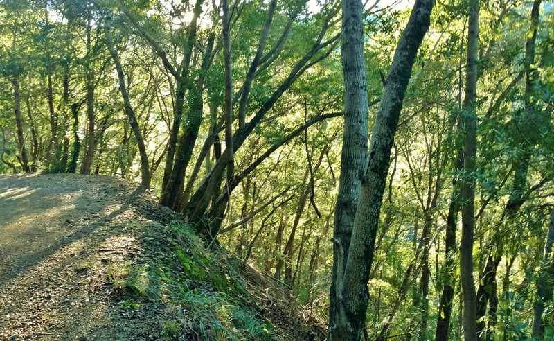 Steep hillsides covered in thick woods filter the afternoon sunlight on Woods Trail.