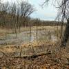 The bog remains surrounded by leafless trees in early February.