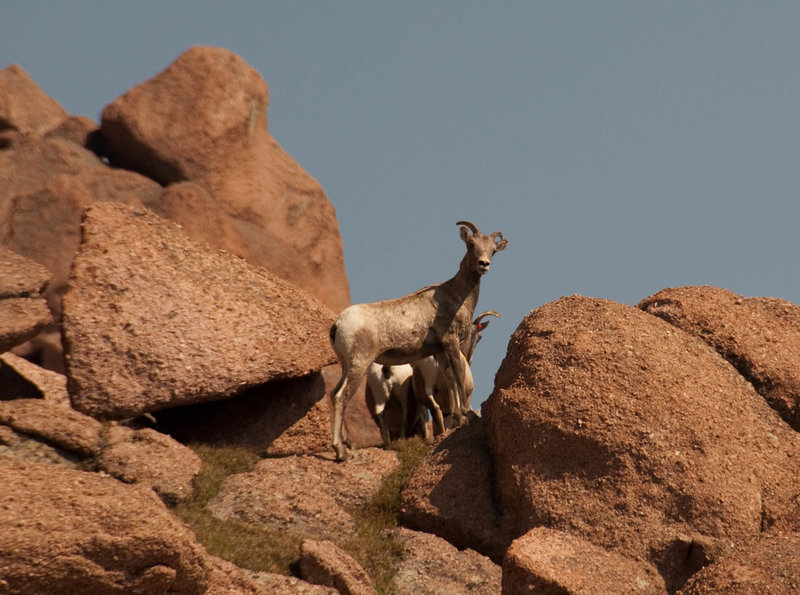 The bighorn sheep keep an eye on us as we climb the Barr Trail.