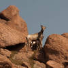 The bighorn sheep keep an eye on us as we climb the Barr Trail.