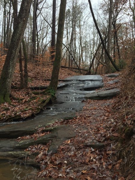 Another lovely little stream trickles down the rocks on the forest floor.