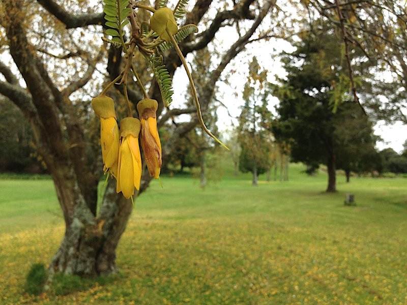 Tui birds grace Hamilton Gardens along the Governor's Lawn Loop.