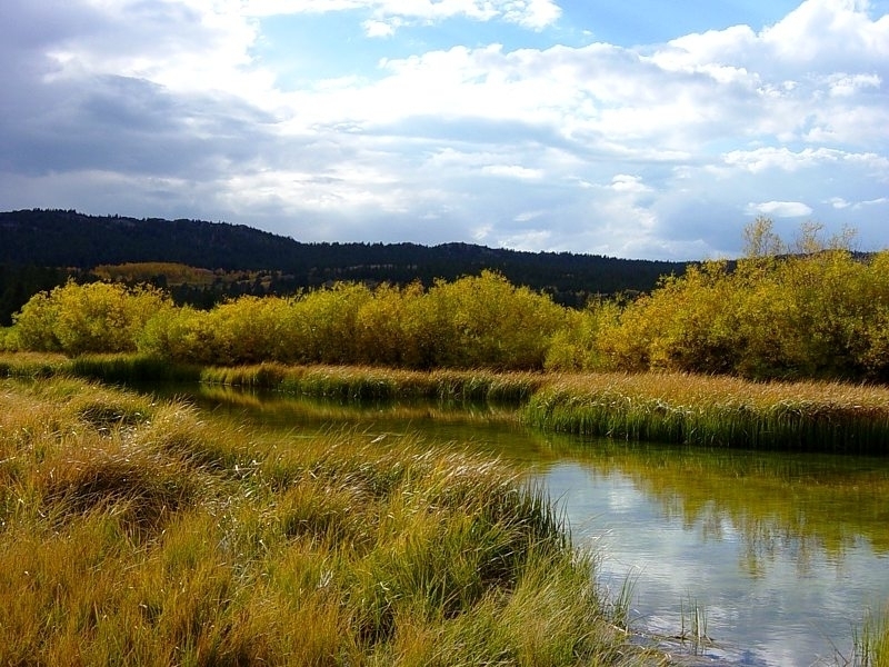 Hunter Lake is a shallow pond nestled within a willow-fringed meadow.