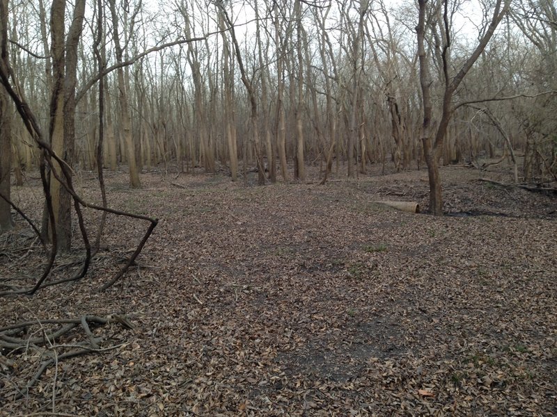 Looking northwest at the end of Miles Trail. Bauer Trail crosses north-south here.