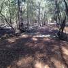 Plummer’s Cattleguard: Junction of Plummer Trace and Lamb Trail, looking north.  This leads to land owned by Cyrus C. Plummer prior to appropriation for Addicks Reservoir in the mid-1940’s.