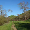 Lopez Canyon becomes verdant after heavy winter rains.