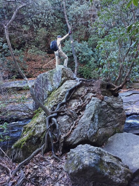 Check out this cool rock-and-tree-root formation right beside Matthew's Creek.