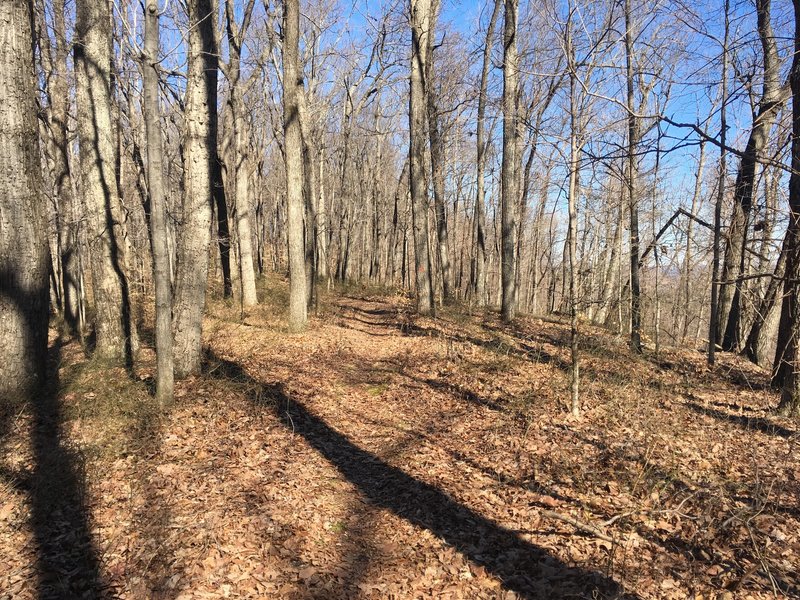 This is what to expect along the ridge-top section of the Loop Trail.