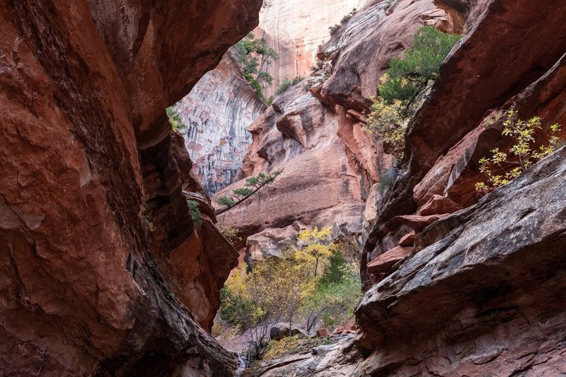 The canyon near Kolob Arch is spectacular.