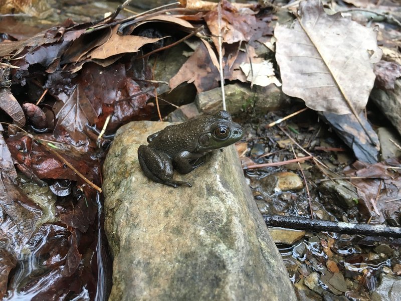 Bullfrog in February? It was a warm, beautiful, winter day!