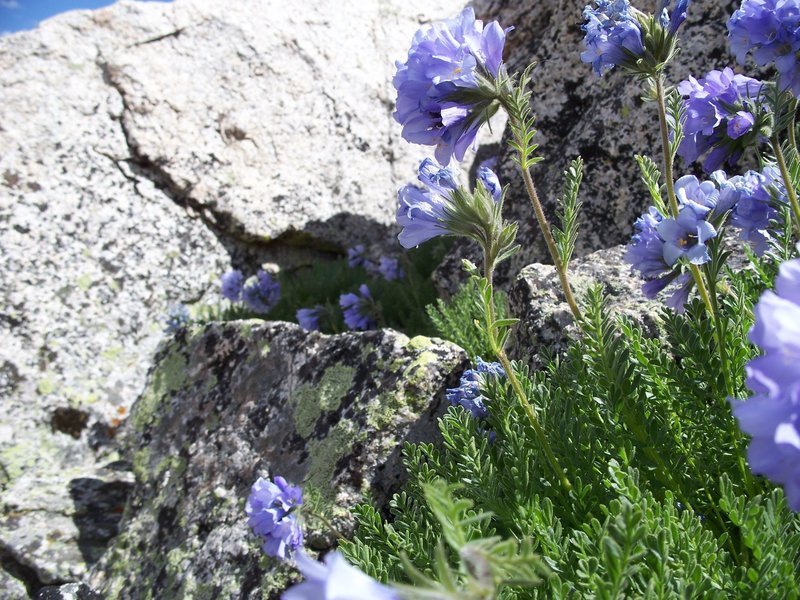 Beautiful flowers shelter among the rocks near the summit of La Plata.
