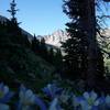 Sayres Mountain hides behind columbines in the early morning shade.