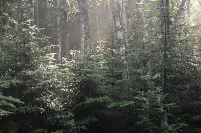 Raindrops and sunbeams peek through the trees in the early morning after sleeping through some heavy rain.