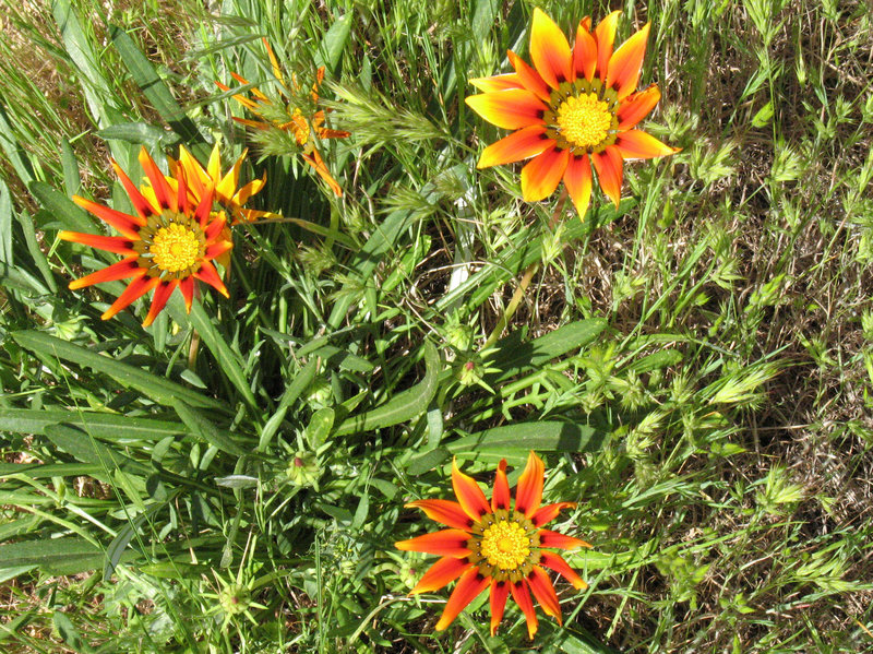 Flowers poke through the grass along the Shaw Valley Trail.