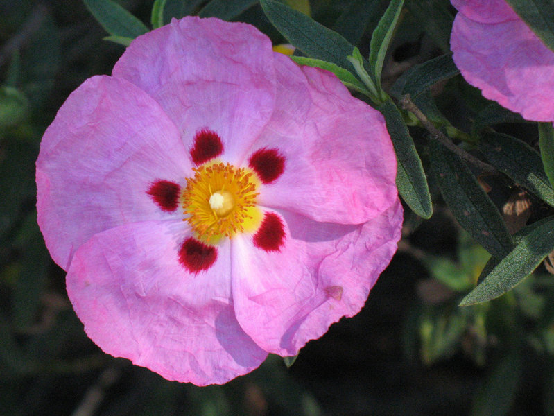 Desert five-spots bloom along the SR 56 bicycle and walking trails.