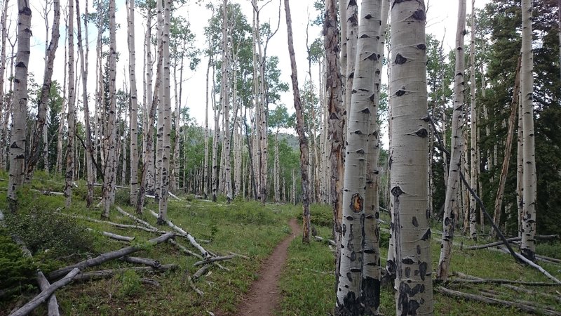 Aspen forests adorn the trail.