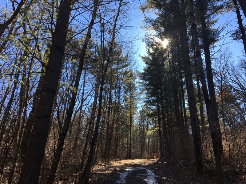 Here, you're starting to get into sections of the trail with tall, gorgeous trees.