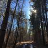 Here, you're starting to get into sections of the trail with tall, gorgeous trees.