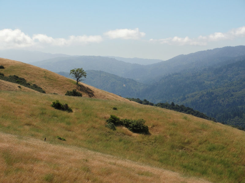 A lone oak tree stands in the distance along the Old Ranch Trail.