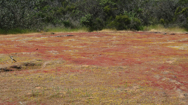 A carpet of small yellow and red flowers grows in Del Mar Mesa Preserve.