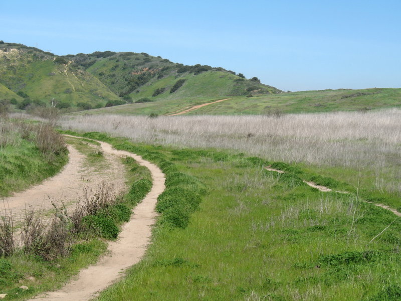 Los Peñasquitos Canyon becomes verdant in late winter.